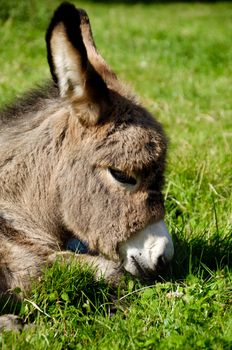 A sweet donkey foal is resting on green grass
