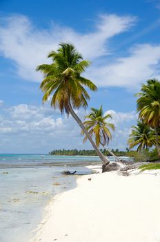 Caribbean beach with palm and white sand with the coast in the background