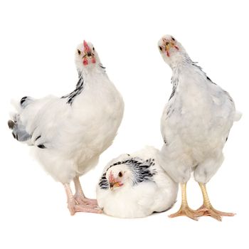 Chickens is standing and looking. Isolated on a white background.