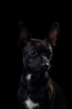 Sweet puppy dog on a black background. Mix of a miniature pincher and a chihuahua.