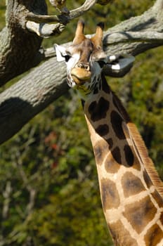 A sweet giraff is standing and looking.
