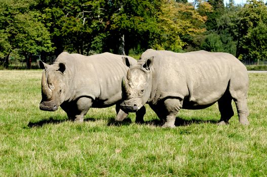 Two rhino is standing and looking on green grass