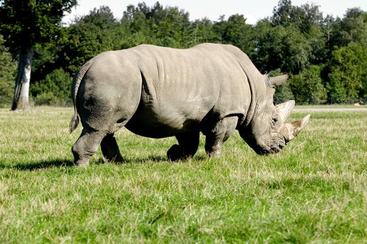 Rhino is walking on green grass