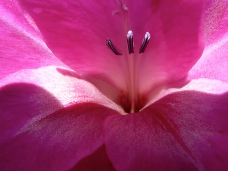 closeup of a deep pink gladioli flower