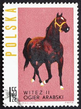 POLAND - CIRCA 1963: a stamp printed in the Poland shows Arab Stallion, Polish Horse Breeding, circa 1963