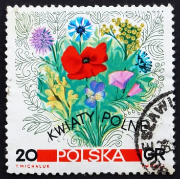 POLAND - CIRCA 1967: a stamp printed in the Poland shows Flowers of the Meadows, circa 1967