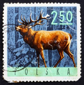 POLAND - CIRCA 1965: a stamp printed in the Poland shows Red Deer, Cervus Elaphus, circa 1965