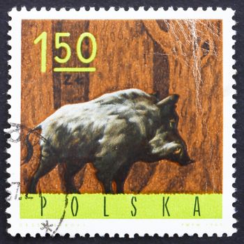 POLAND - CIRCA 1965: a stamp printed in the Poland shows Wild Boar, Sus Scrofa, circa 1965