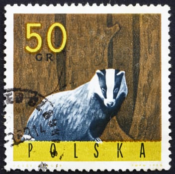 POLAND - CIRCA 1965: a stamp printed in the Poland shows European Badger, Meles Meles, circa 1965
