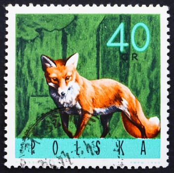 POLAND - CIRCA 1965: a stamp printed in the Poland shows Red Fox, Vulpes Vulpes, circa 1965