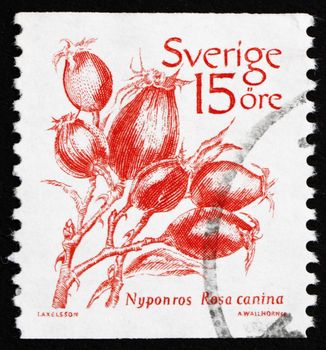 SWEDEN - CIRCA 1983: a stamp printed in the Sweden shows Dog rose, Rosa Canina, Wild Rose, circa 1983