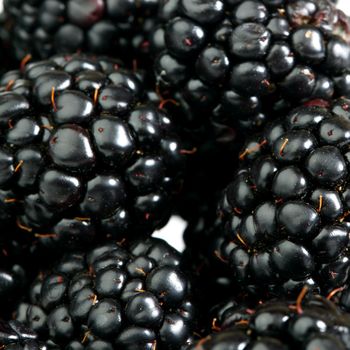 blackberry background macro close up