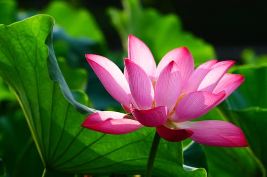 Pink lotus flower blooming in pond in the summer