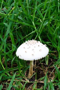 white mushroom on green grass