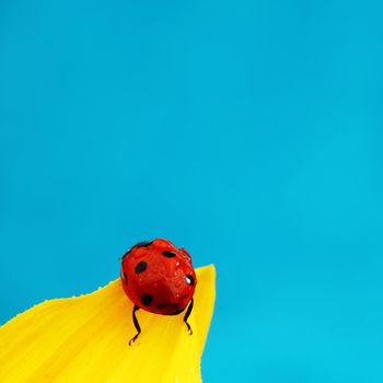 ladybug on sunflower blue background