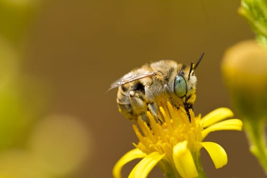 Close view detail of a Anthophora bimaculata bee on a flower.