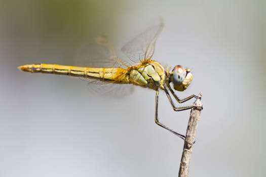 Close view detail of a female red-veined darter dragonfly.