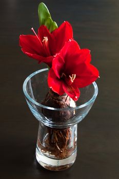 Close up of a red amaryllis with bulb and roots in glass vase on dark background