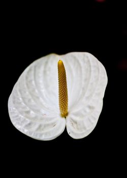  anthurium flower 