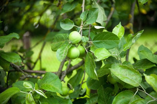 The fruits of apple trees growing on the tree