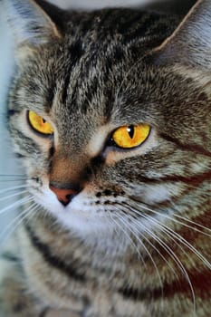 Image of cat's portrait with yellow eyes 