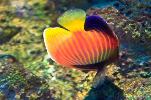  anemonefish in the aquarium of Rayong province,Thailand