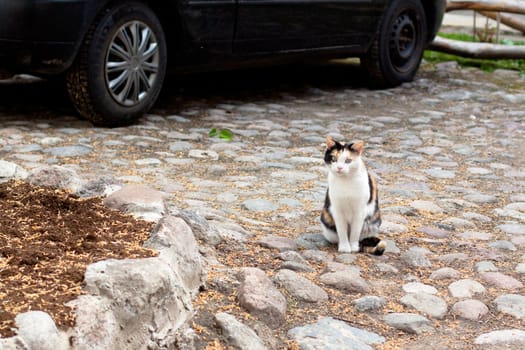 A sitting cat and a car in the yard
