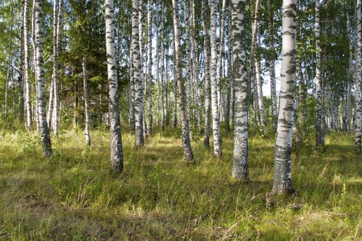 View of birch grove on sunny summer day