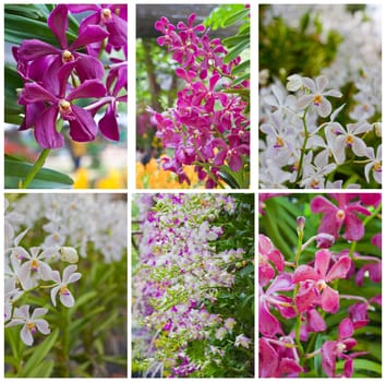 Beautiful orchid