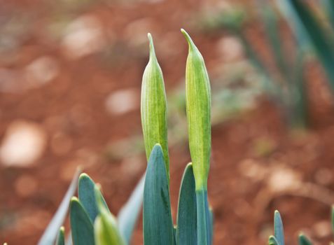 a couple of daffodil buds in late february