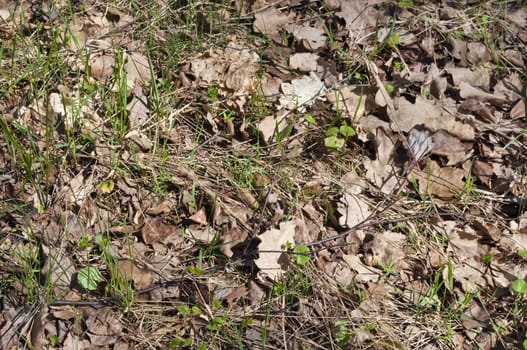 Dry leaves of last year with the sample fresh grass