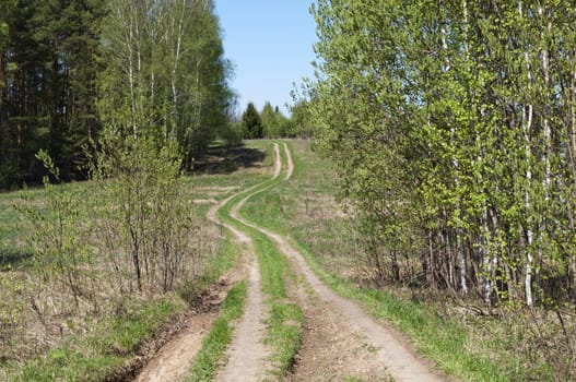 Country dirt road between trees on spring sunny day