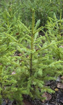 Small green firs in the forest