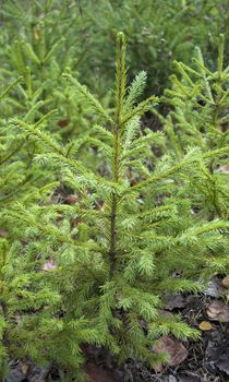 Small green firs in the forest