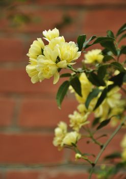 Yellow mountain roses against a red brick wall