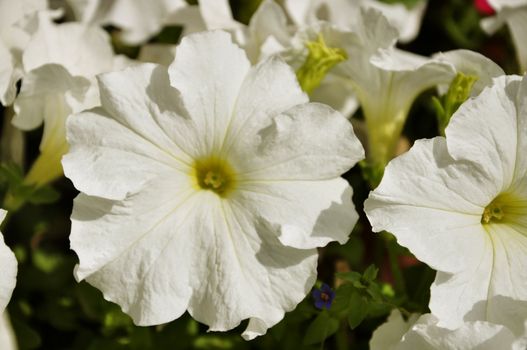 Beautiful White Petunias in Bloom
