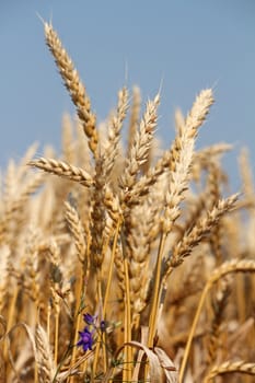 golden wheat and blue sky summer scene