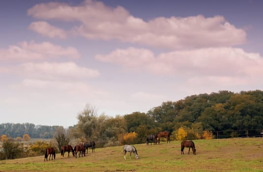 horses in pasture autumn scene
