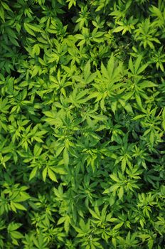 Marijuana leaves growing in the wild