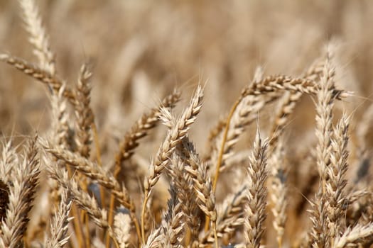 golden wheat close up summer scene