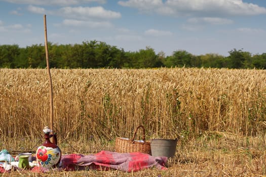 wheat field ready for harvest