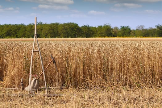 wheat field with old wooden rake