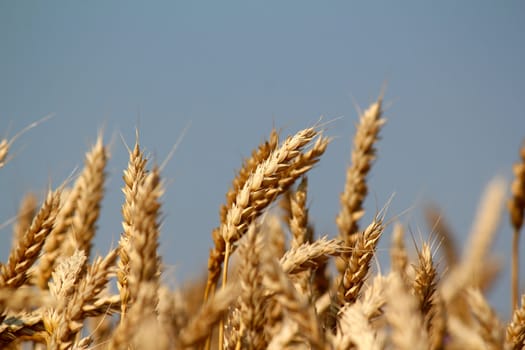 golden wheat field close up