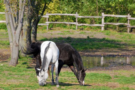 white and black horse