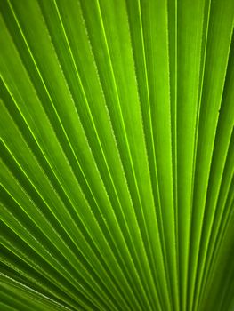 Green leaf Line background abstract of nature