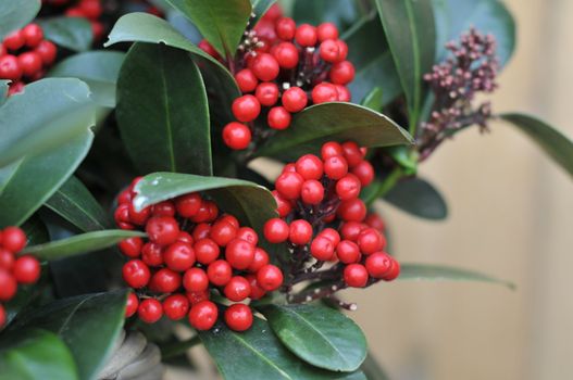 red hully with green leaves