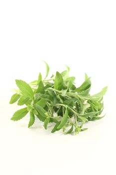 green Stevia with white flowers on a light background