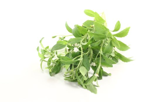 green Stevia with white flowers on a bright background