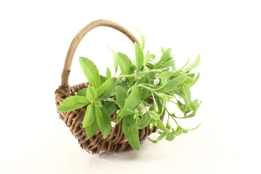 fresh green Stevia with white flowers on a light background