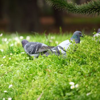 pigeon in the green grass